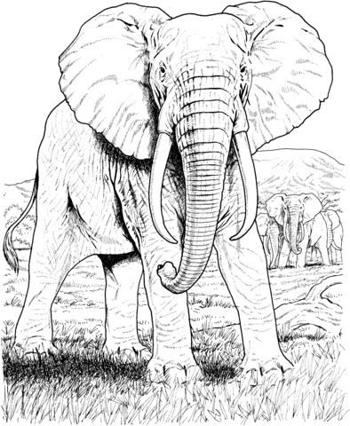 African Elephant Coloring Page